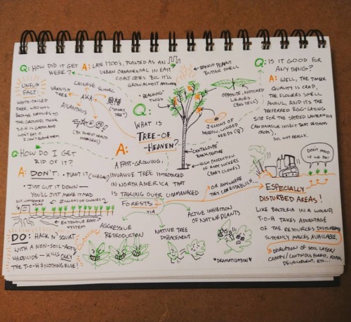 A #doodle #infographic about #treeofheaven aka “Tree-of-Hell”. I gotta figure out how to