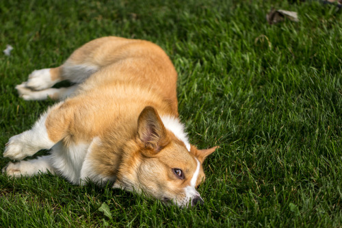 thefrogman:  otisthecorgi:  Otis thoroughly enjoying this patch of lawn.  If you love goofy dogs and you aren’t following Otis’s tumblr, you’re missing out.