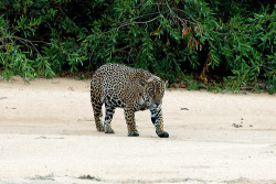 bigcatkingdom:  Jaguar - Onça-pintada - Panthera onca (by El1saB)