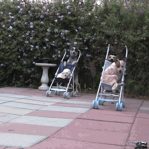 gif-guy:  Other Funny Gifs http://gif-guy.tumblr.com/