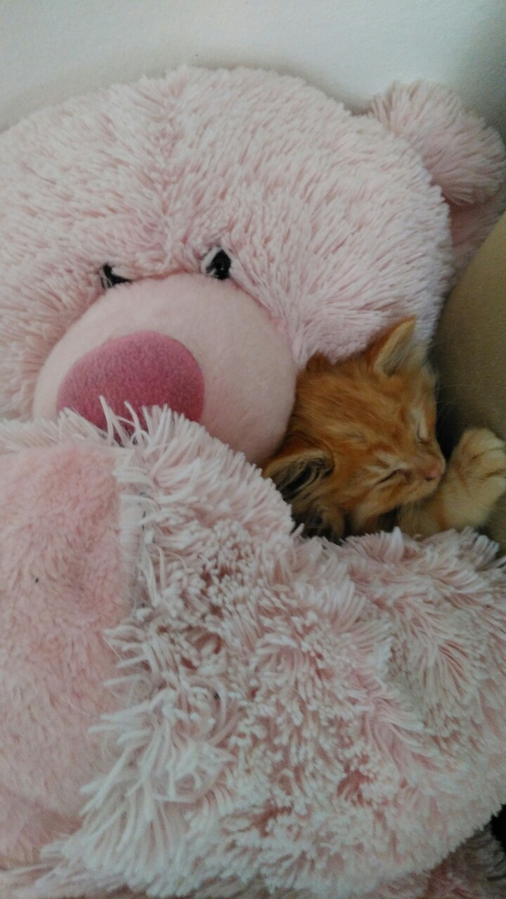 kittenluvsstarlord:Guys look at this cute baby ☺💕 