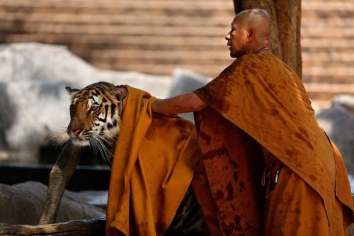 wolverxne:  Buddhist and Tiger | by: Mark Podrabinek 