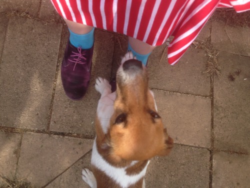 George, the Jack Russell-Dachshund, showing me some love. He is a lot more boisterous and noisy than