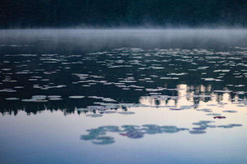 lily pad mistVermont, September 2015