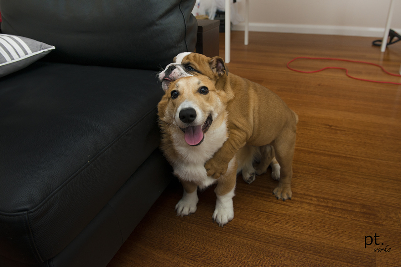 pt-apple:  (8-8-13)Bane gives Apple a big hug :) 