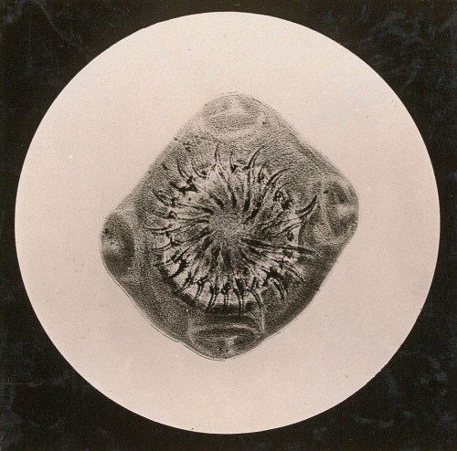 dame-de-pique:  Arno Vater, 1931  Navicula  Cestoda’s head  Siliceous sponge  Snail’s radula 