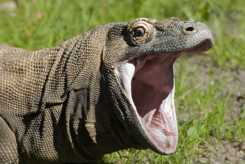 fun fact: To expedite the process of swallowing prey (which they mostly eat whole), Komodo dragons w