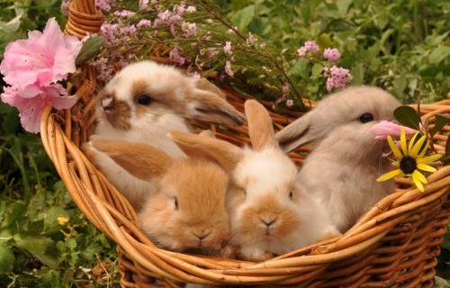 llovinghome: Basket of Baby Bunnies