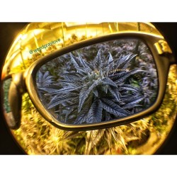 weedporndaily:  🙌 Buddha’s Sister lookin all proper through my @methodseven glasses 👌 #dontgrowblind #methodseven by weedpraylove http://ift.tt/Ti7G1C