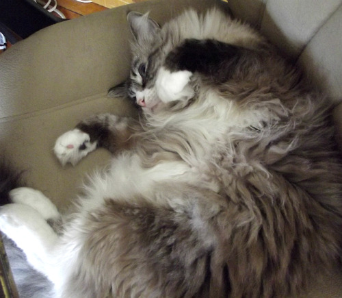 craftingpaws: Look at all that fluff… Cooper, my big fluffy Ragdoll kitty.