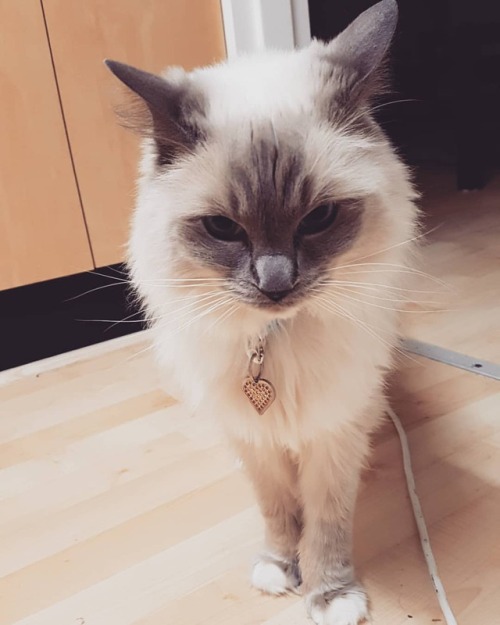 that feel when the thunder is loud #catsofinstagram #ragdoll #ragdollcat #cat #cats
