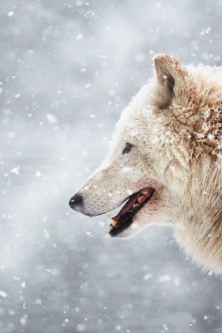 venvm:  Arctic Wolf | by: { generalstussner }