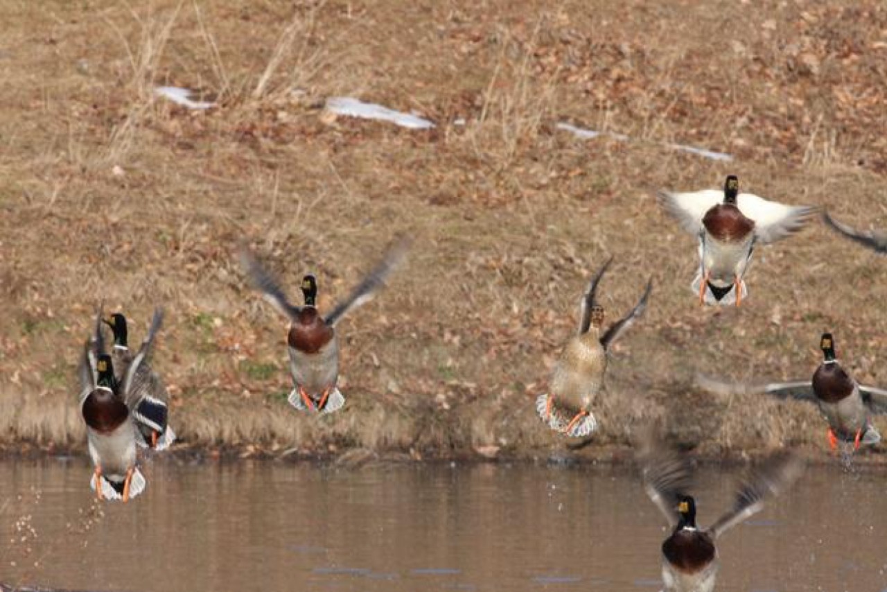 tylerstrouble:  She gives great blow jobs…on her duck calls too!