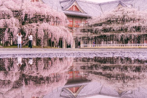 todayintokyo:Cherry blossoms and reflections in Nara, as seen on the Twitter feed of @wasabitool