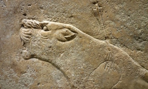 malemalefica: The wounded lion (7th BC)is a bas-relief carved in alabaster plaster that was in the p