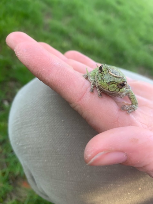 Happy Earth Day! Please Enjoy This Tiny Frog I Found While Wondering Around Outside Earlier This Evening.