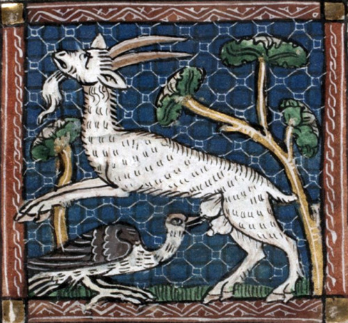 goatsuckerJacob van Maerlant, Der Naturen Bloeme, Utrecht, ca. 1340-1350Den Haag, Koninklijke Biblio