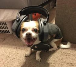 awwww-cute:  When your dog is terrified of fireworks and you put on her thunder jacket and noise canceling headphones. Happy 4th doggos! (Source: http://ift.tt/2tnRK0Z)