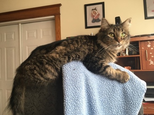 cat-warnick:Hello. This is my cat, Boo. I love her and her big paws