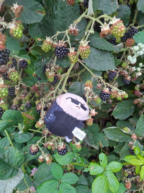 Picking Blackberries With Albert