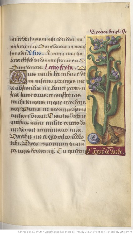 heaveninawildflower:Illuminated page with a botanical illustration.Taken from ‘Grandes Heures d'Anne
