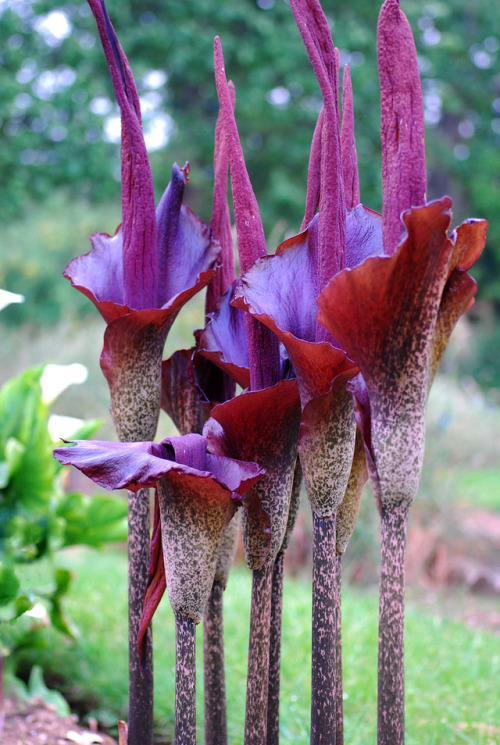 lovecraftsgarden:Amorphophallus rivieriDevil’s Tongue(via)