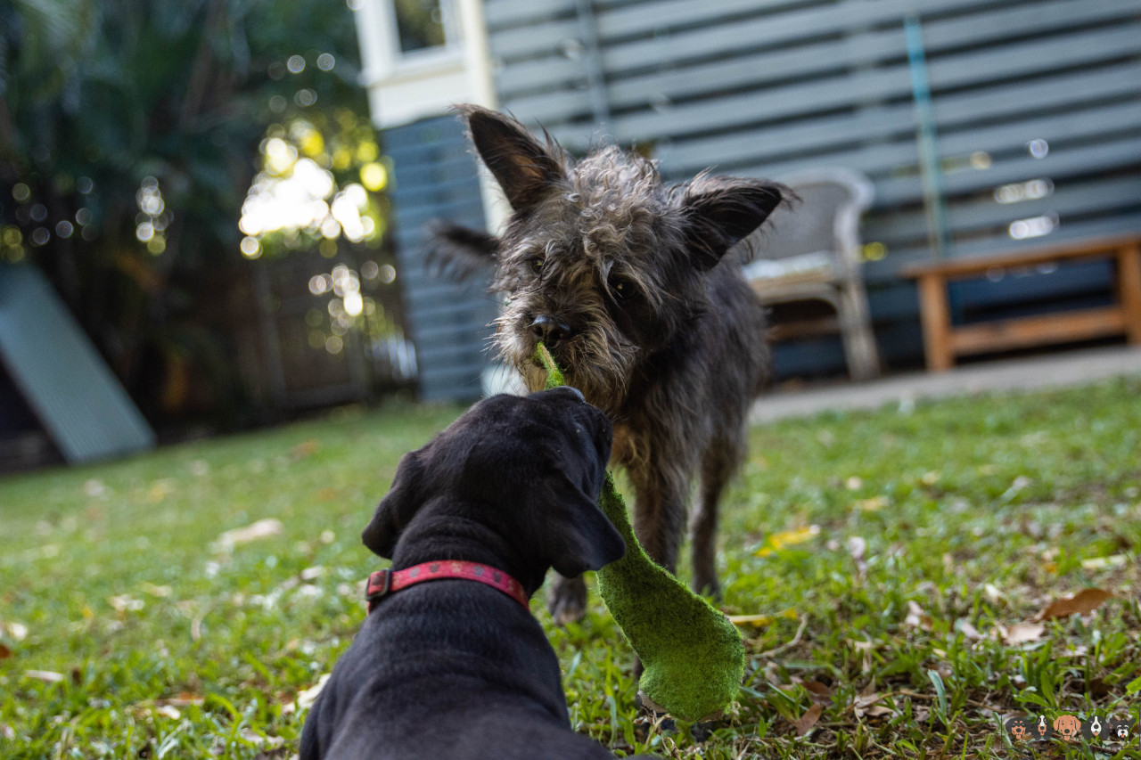 she stole this bit of felt off the defenceless puppy, and looked completely gutted when i called her out on it 