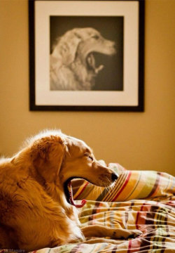 cute-overload:  Perfect timing.http://cute-overload.tumblr.com  Dog-ception !