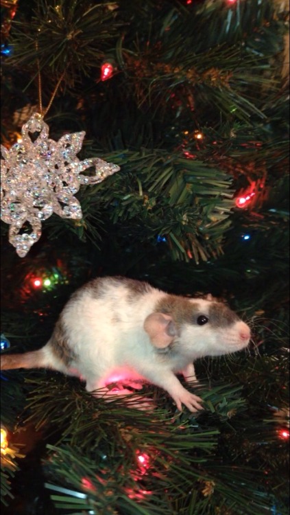 lovely-little-rats: Cinnamon Bun is really going for holiday cheer this year! ☺️ Also, she is availa