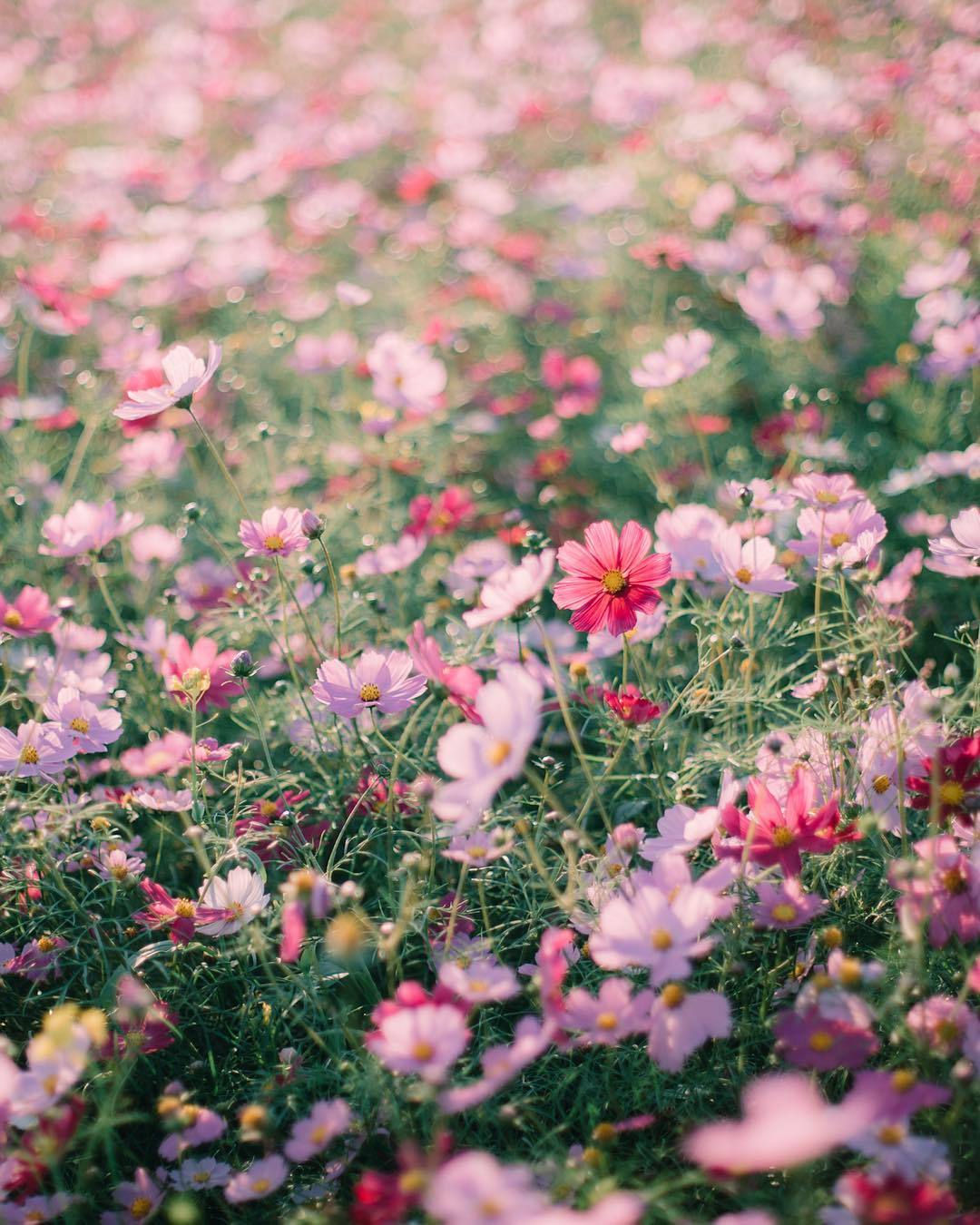floralls:by _peppermint.b