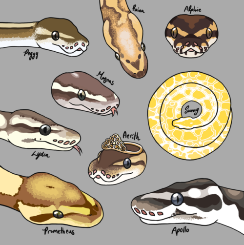 tmp-art:The Noodles of Reptiblr part 4! This one highlights some of the new arrivals to Reptiblr~ Th