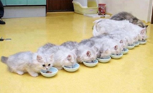 A Family Dinner