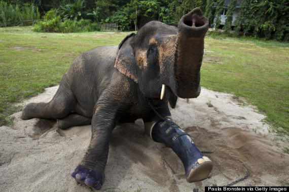huffingtonpost:   These animals got a second chance at life, thanks to science. 