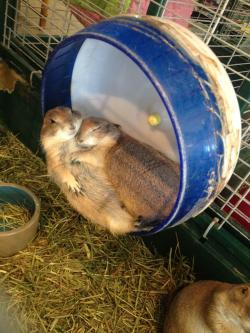 awwww-cute:  Two prairie dogs cuddling like humans at the pet store yesterday 