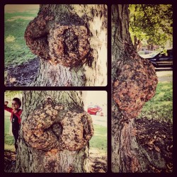 Beja says the kids call this the &ldquo;booty tree&rdquo;. Honestly I&rsquo;ve seen women out here who have ass just like this. #smh #sowrong #tree #strange #kids #weird #instaphoto