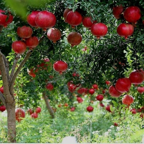 eyeheartfarms:Pomegranates