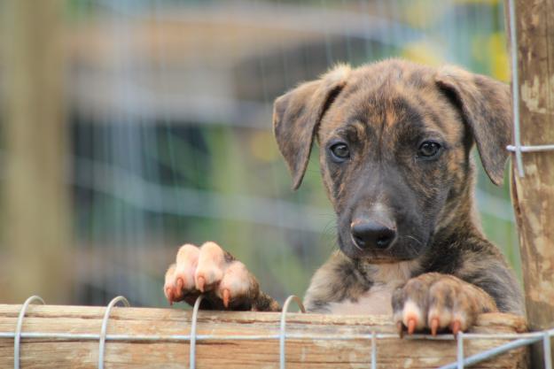 dogsandpupsdaily:  - Africanis. Want more? Follow:http://dogsandpupsdaily.tumblr.com/