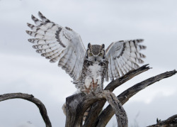 owlsday:  Great Horned Owl by Jim Nelson on Flickr.