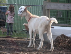 piplups:themusicisyourmaster:SO LIKE THREE YEARS AGO WE PUT A HALLOWEEN MASK ON MY GOAT AND I COMPLETELY FORGOT ABOUT IT UNTIL NOW  this goat has been wearing a mask for 3 years???? 