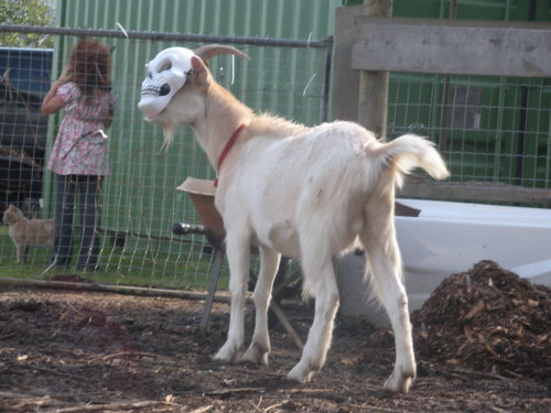 piplups:themusicisyourmaster:SO LIKE THREE YEARS AGO WE PUT A HALLOWEEN MASK ON MY GOAT AND I COMPLE