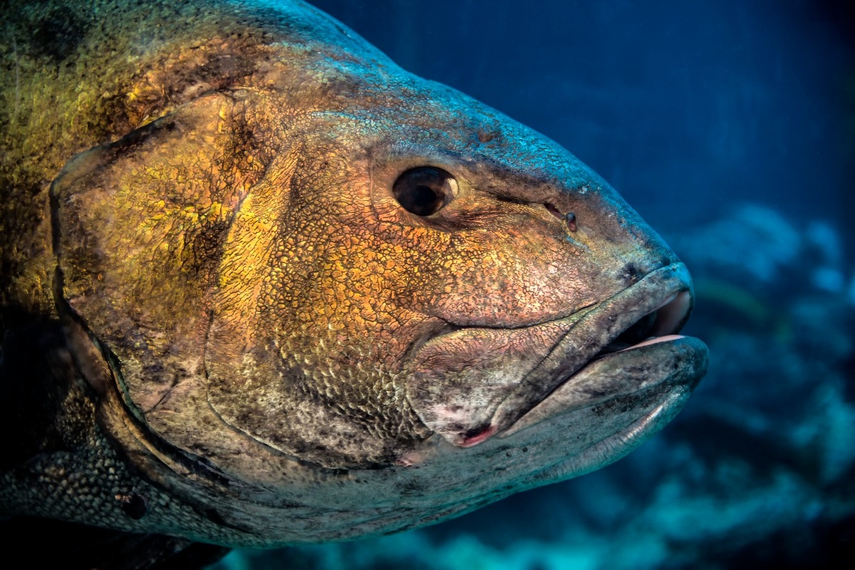 This post is heavy on the bass! While giant sea bass may look like they’re ready to rumble, they’re actually so mellow that our divers feed them by hand! Anyone bump up to the giant sea bass on your visits?
We’re studying giant sea bass here at the...