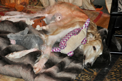 A dragon and his hoardA dragonet and his hoardJeep-Borzoi    the Imp- Silken Windhound