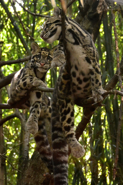 funnywildlife:  funkysafari:  Clouded Leopards  by MrGuilt    Charles Barilleaux