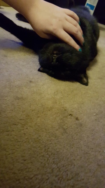 comehometomeusmc:Black cat appreciation day!! My sweet baby Subi is a big ball of love and meows. I 