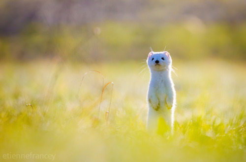 asylum-art:  Adorable Ermine in Snowy LandscapeErmine is a little and cute animal which has a pure white coat in winter, that’s why he is difficult to  see in snowy landscapes. Nevertheless, photographers presented below  succeed in catching the ermine’s