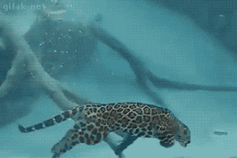 ytellioglu:  Jaguars actually love water, and are one of the few felines that happily swim.