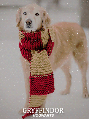 miones:hogwarts houses + dogs