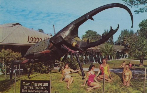  Weekee Watchee, where at one point in the 60s, there was a giant fiberglass beetle on display. 