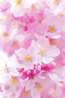 eyesfornature:  SAKURA - Happy Spring by *Sakura*