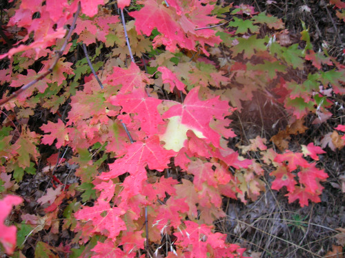 Beneath the Shade of the Maple: Mabon or Méan Fómhair RitualNoswaith dda, cyfarchion!It is with the 